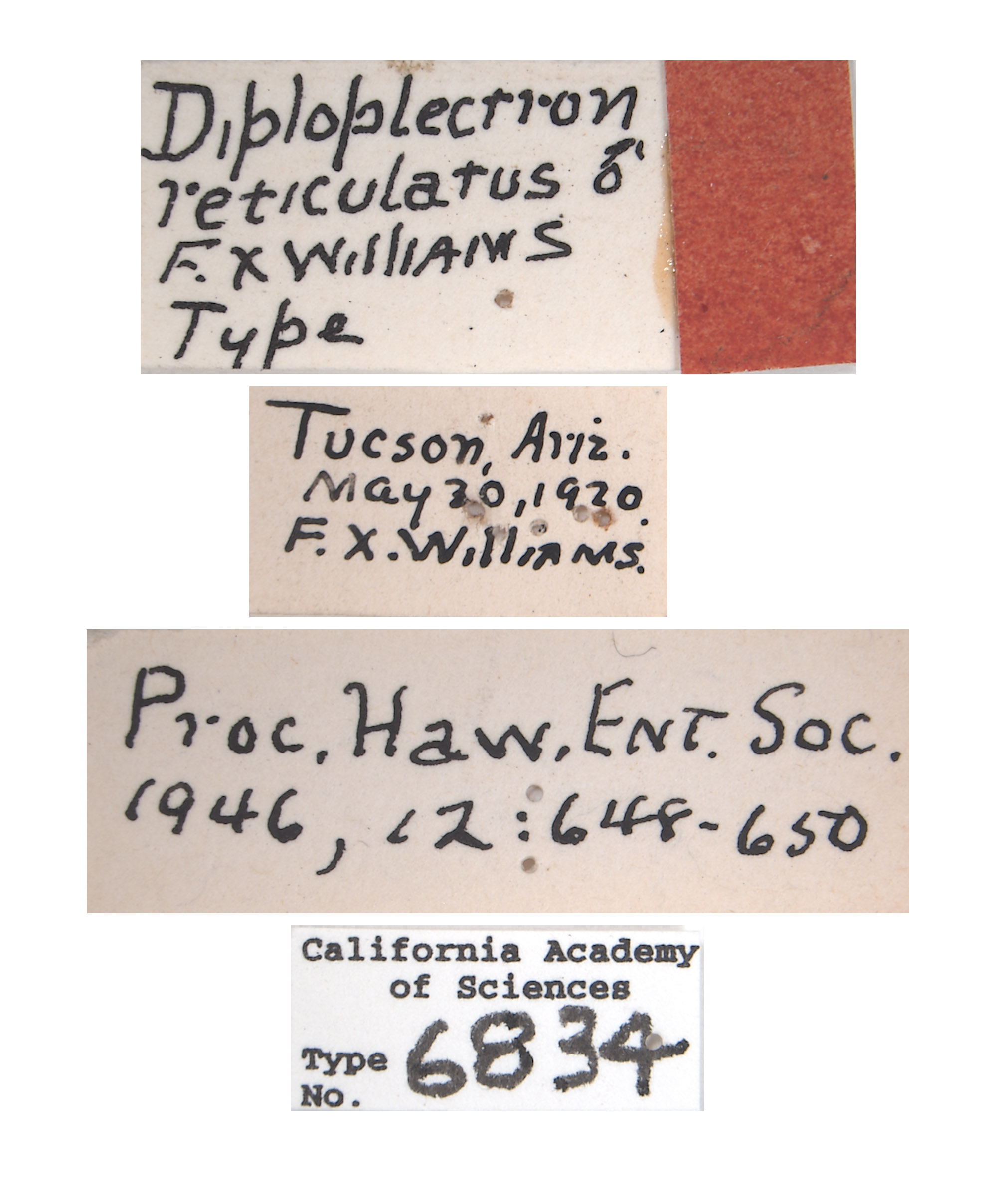 Diploplectron reticulatus image