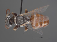 Image of Plenoculus boregensis