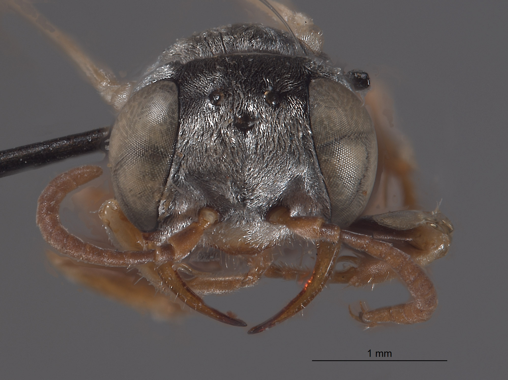 Plenoculus boregensis image