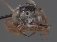 Plenoculus boregensis image