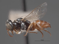 Plenoculus boregensis image