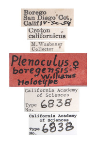 Plenoculus boregensis image