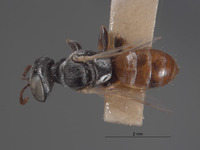 Plenoculus cuneatus image