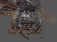 Plenoculus cuneatus image