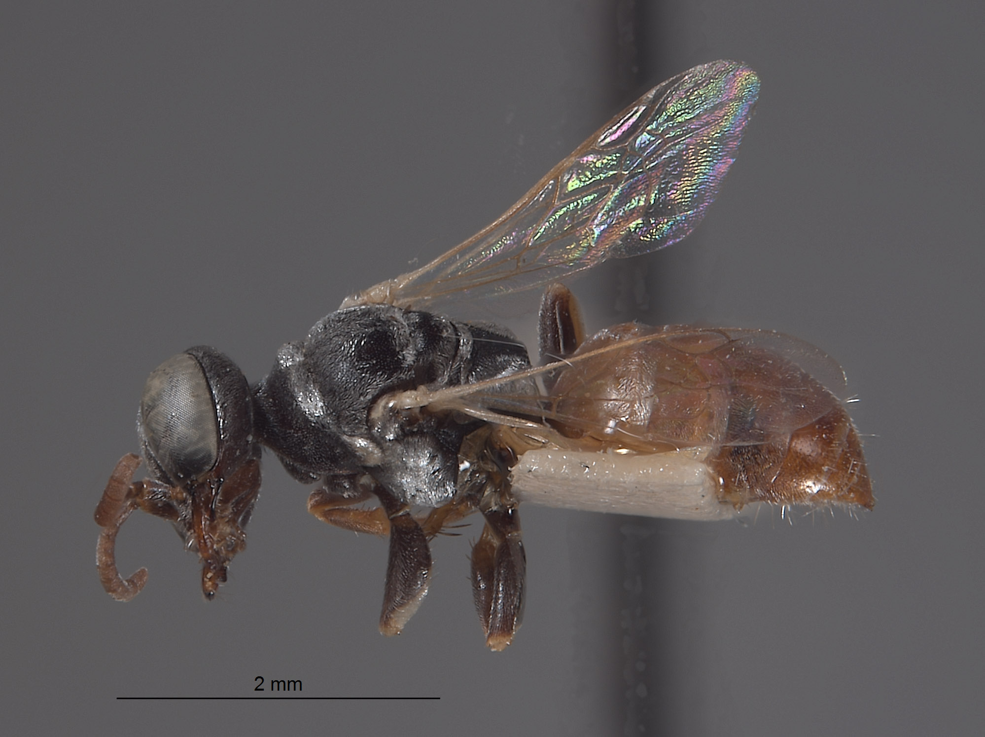 Plenoculus cuneatus image