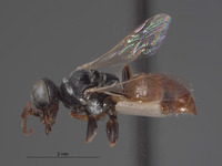 Plenoculus cuneatus image