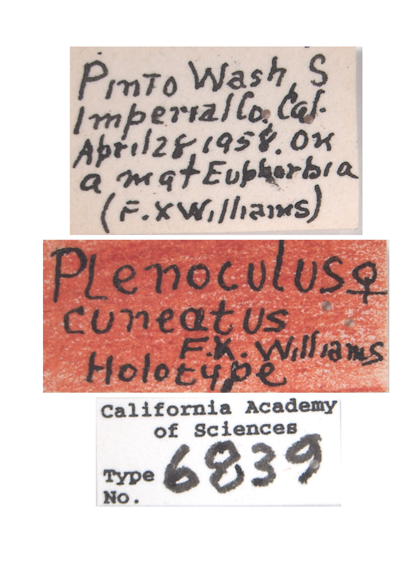 Plenoculus cuneatus image