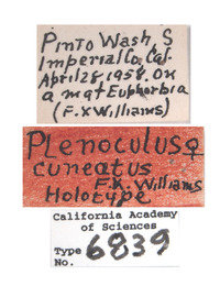 Plenoculus cuneatus image