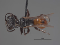 Plenoculus deserti image