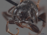 Plenoculus deserti image