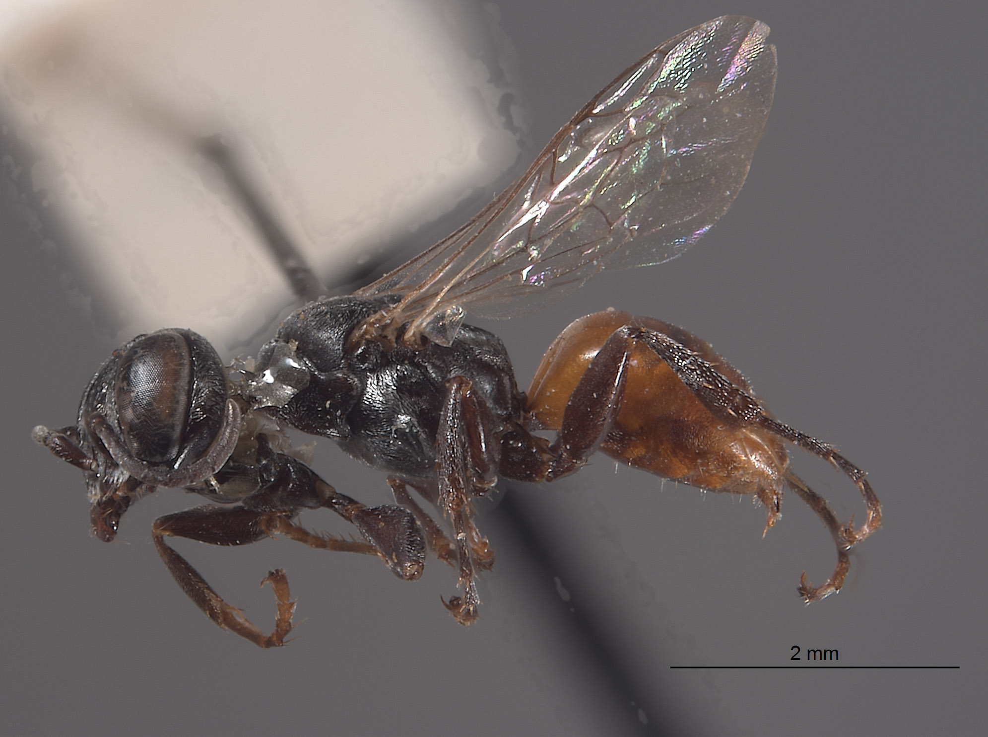 Plenoculus deserti image