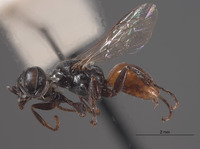 Plenoculus deserti image