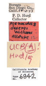 Plenoculus deserti image