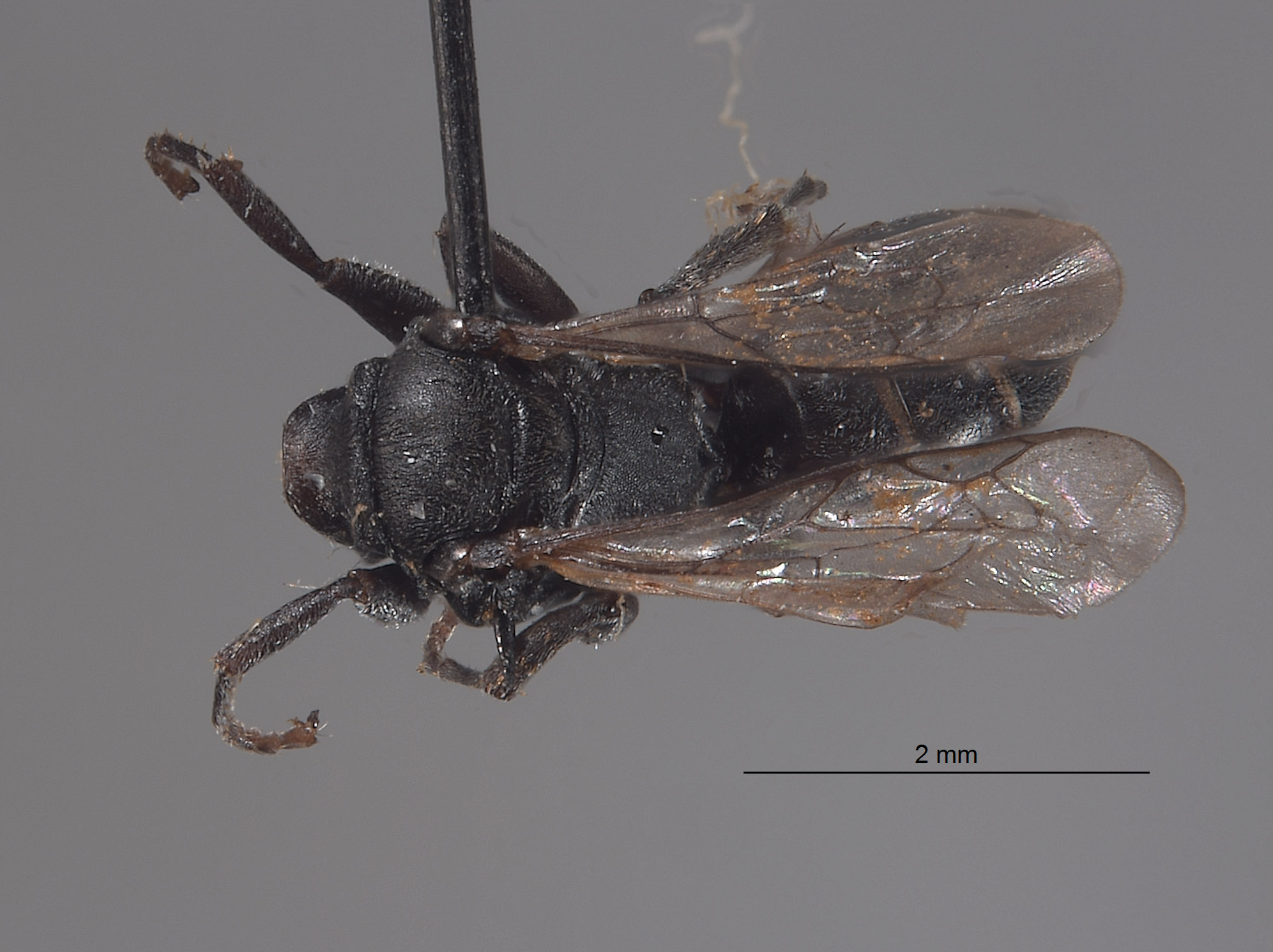 Plenoculus hurdi image