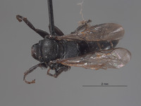 Plenoculus hurdi image