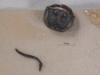 Plenoculus hurdi image