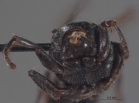 Plenoculus hurdi image