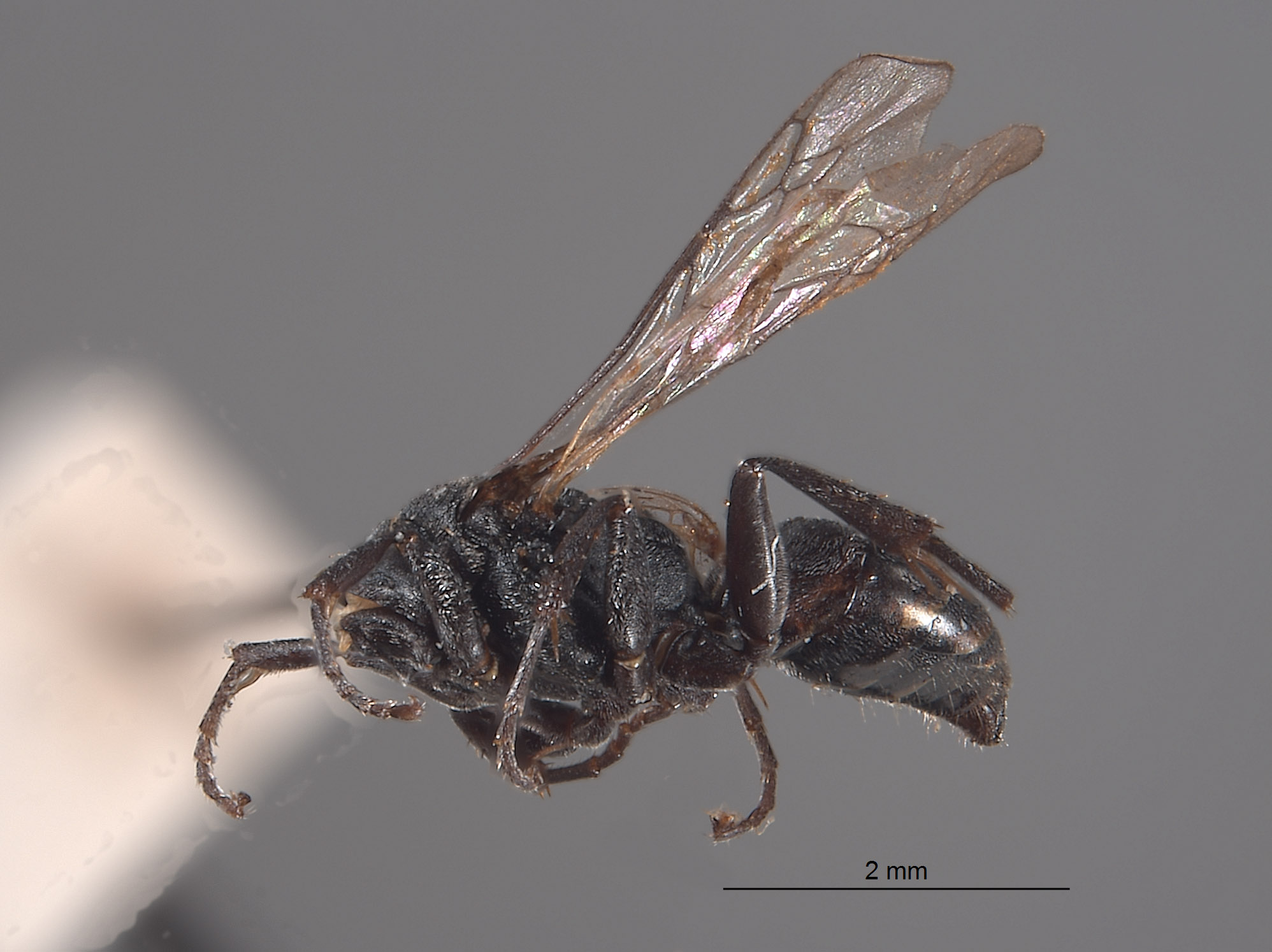 Plenoculus hurdi image