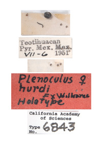 Plenoculus hurdi image