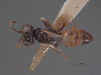 Plenoculus palmarum image