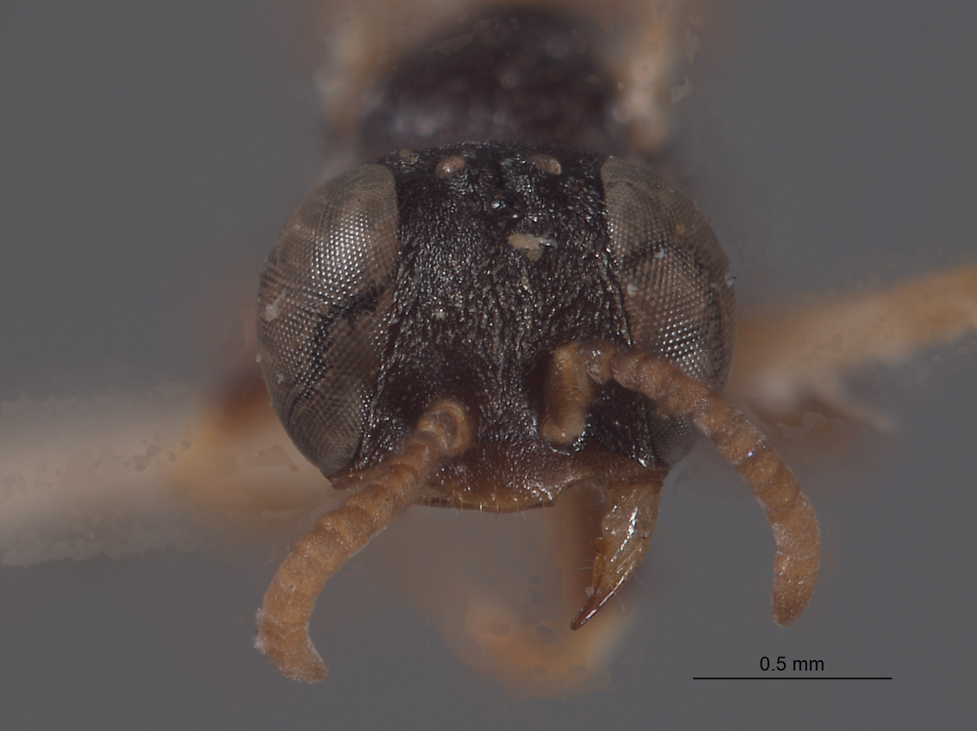 Plenoculus palmarum image