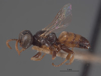 Plenoculus palmarum image