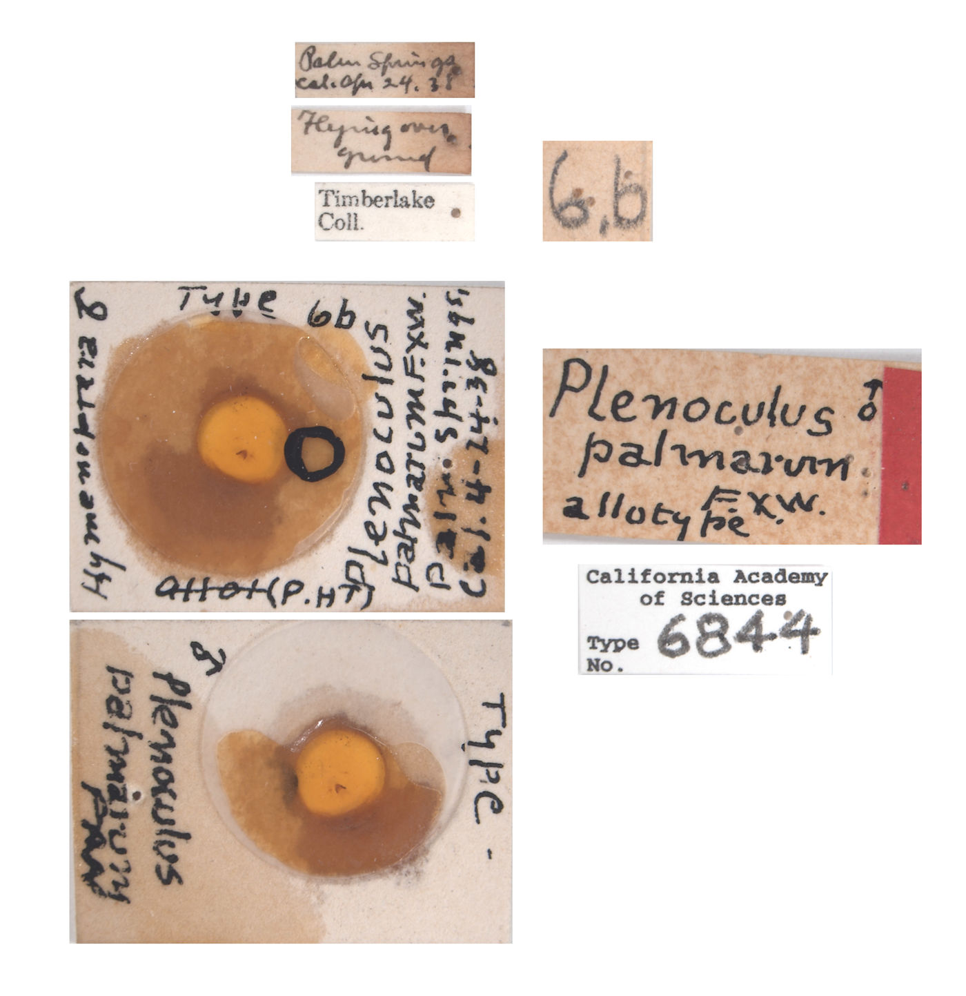 Plenoculus palmarum image