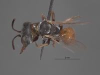 Plenoculus sinuatus image