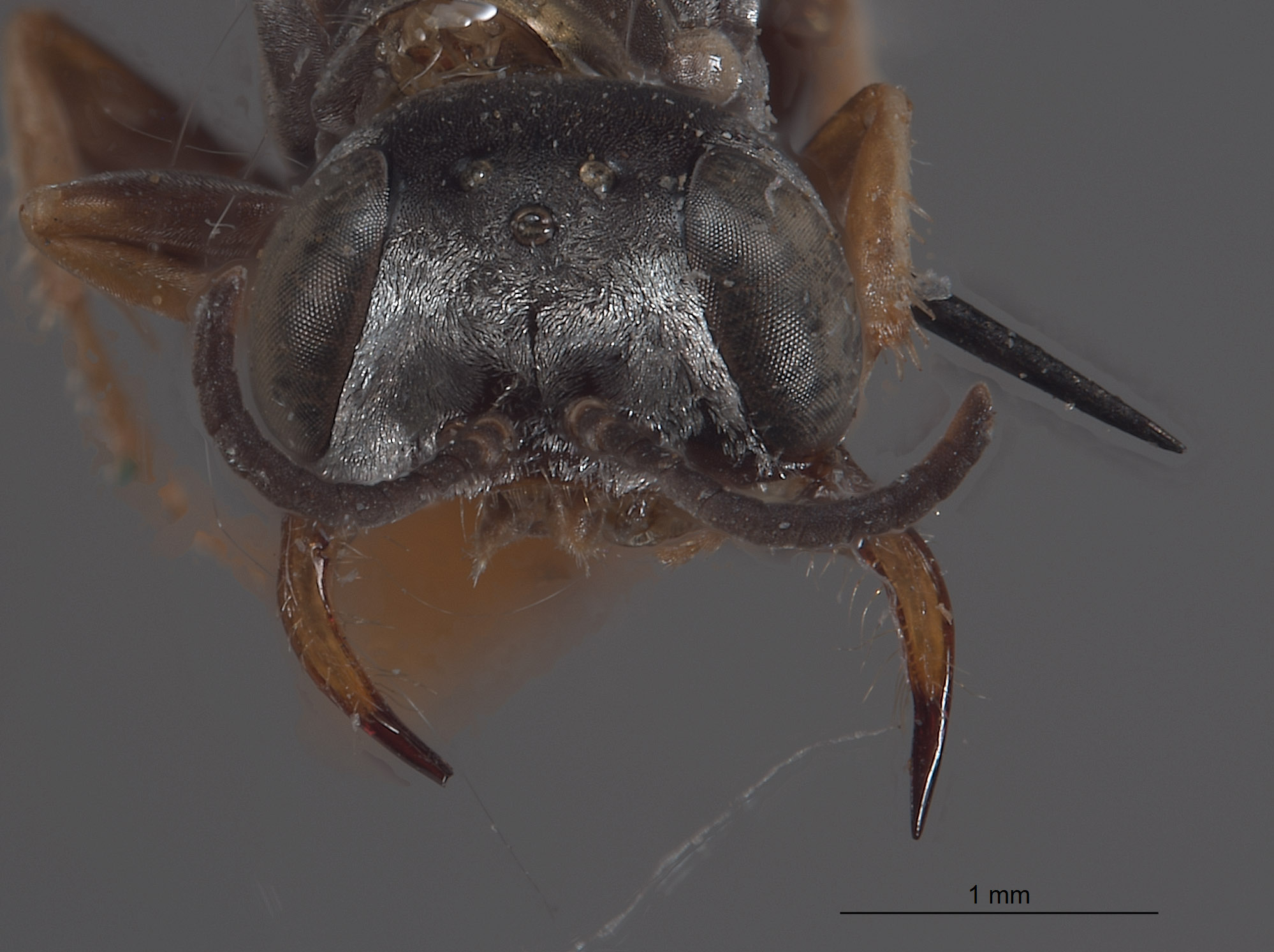 Plenoculus sinuatus image