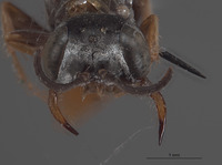 Plenoculus sinuatus image