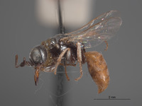 Plenoculus sinuatus image