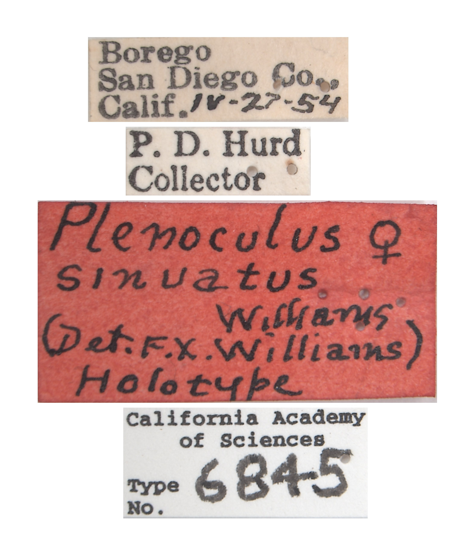 Plenoculus sinuatus image