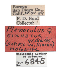 Plenoculus sinuatus image