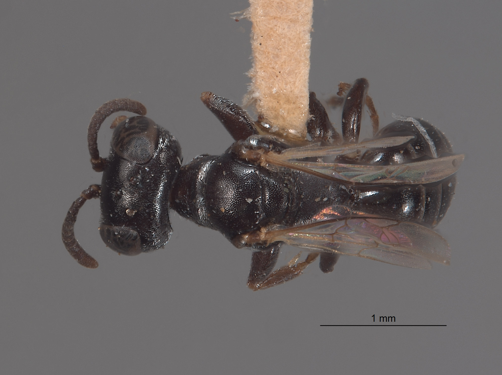 Plenoculus stygius image