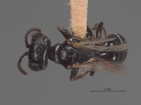 Image of Plenoculus stygius