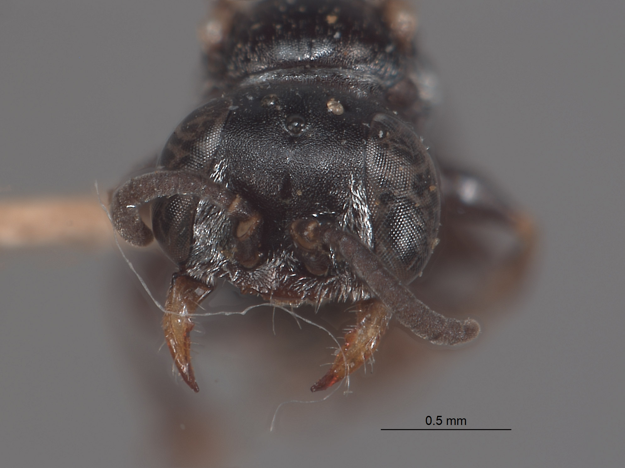 Plenoculus stygius image