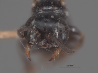 Plenoculus stygius image