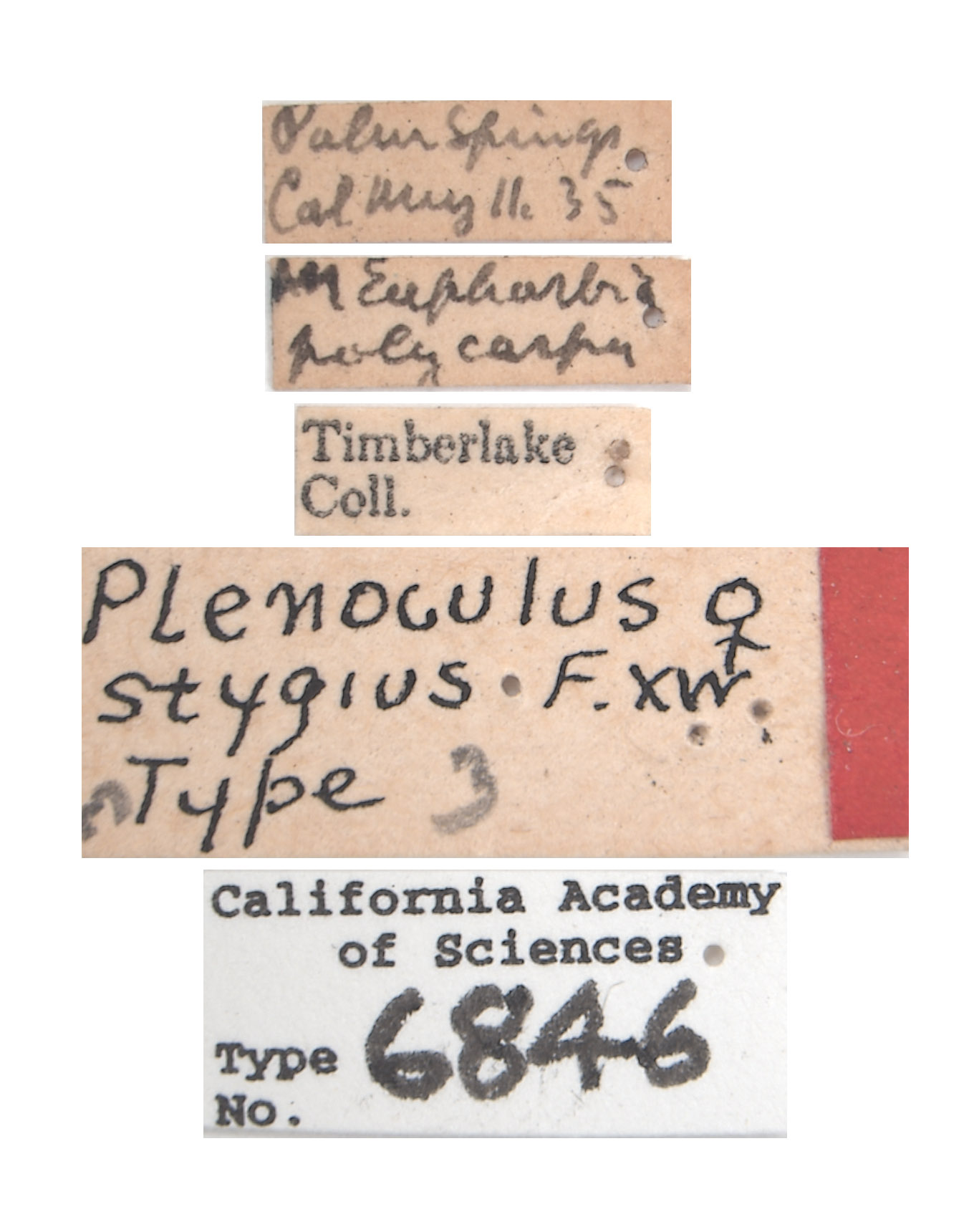 Plenoculus stygius image