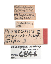 Plenoculus stygius image