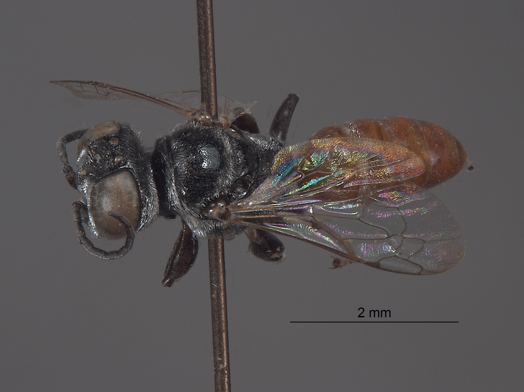 Solierella boregensis image