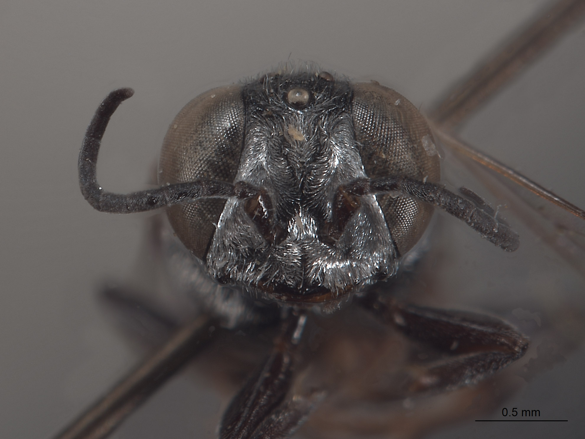 Solierella boregensis image