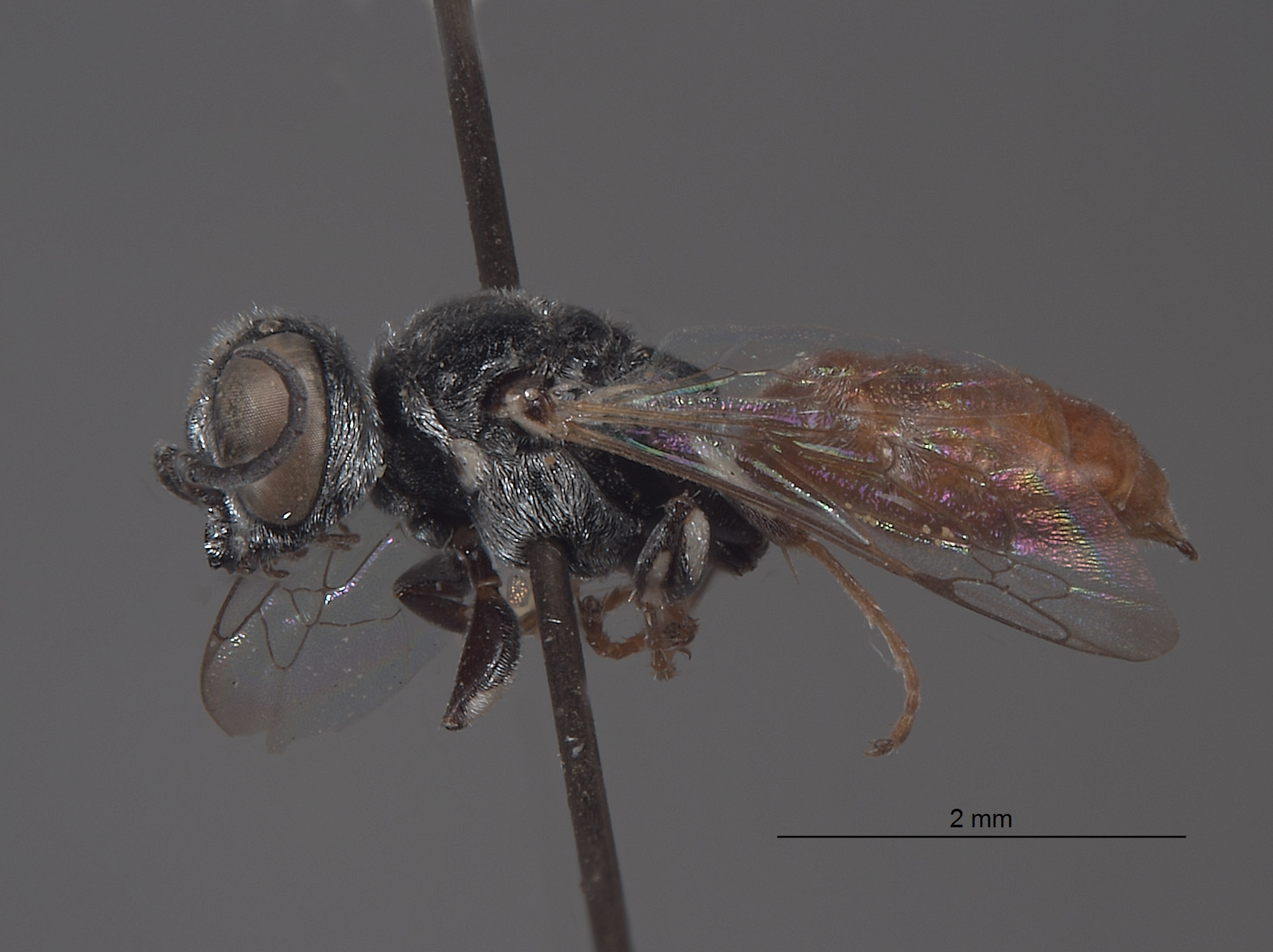 Solierella boregensis image