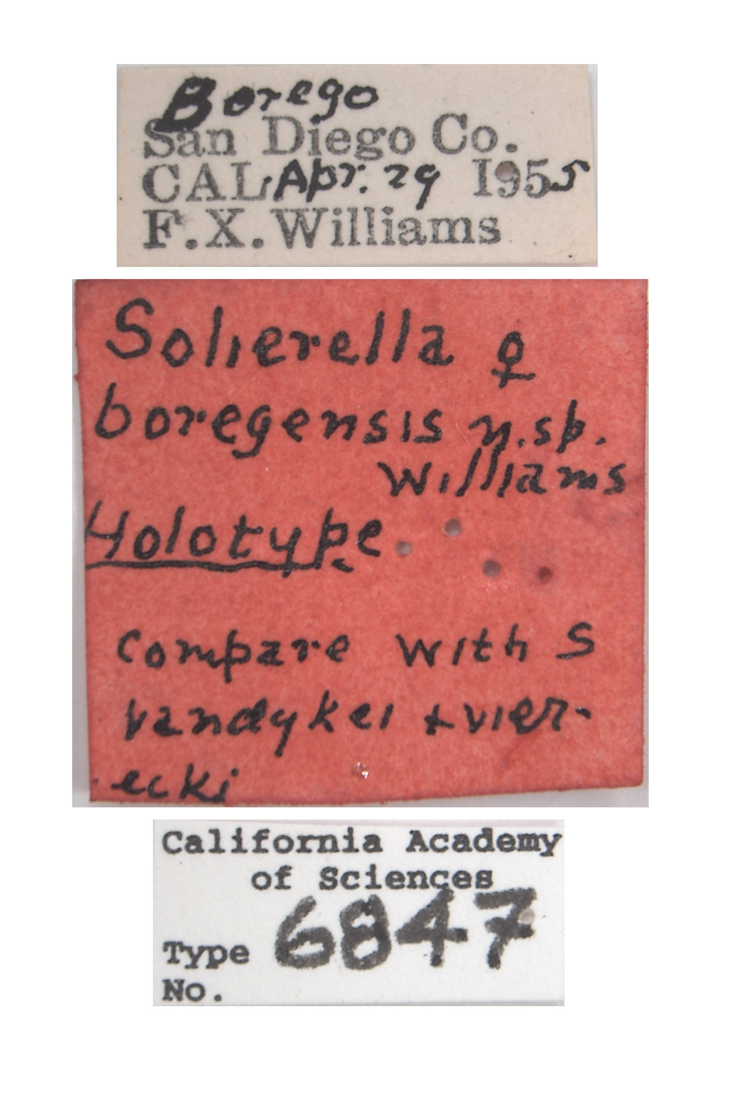 Solierella boregensis image