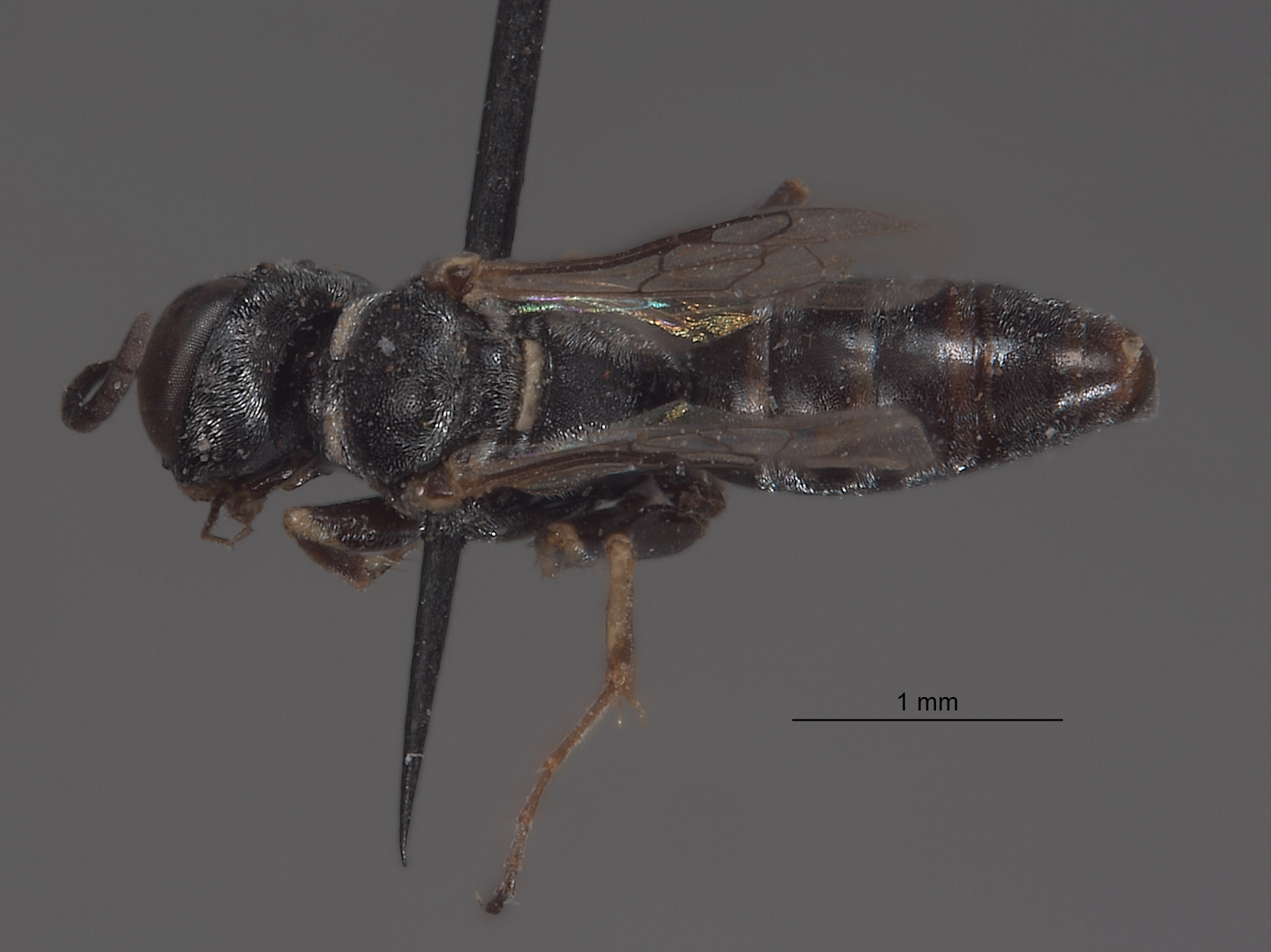 Solierella mandibularis image