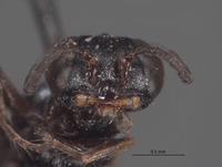 Solierella mandibularis image