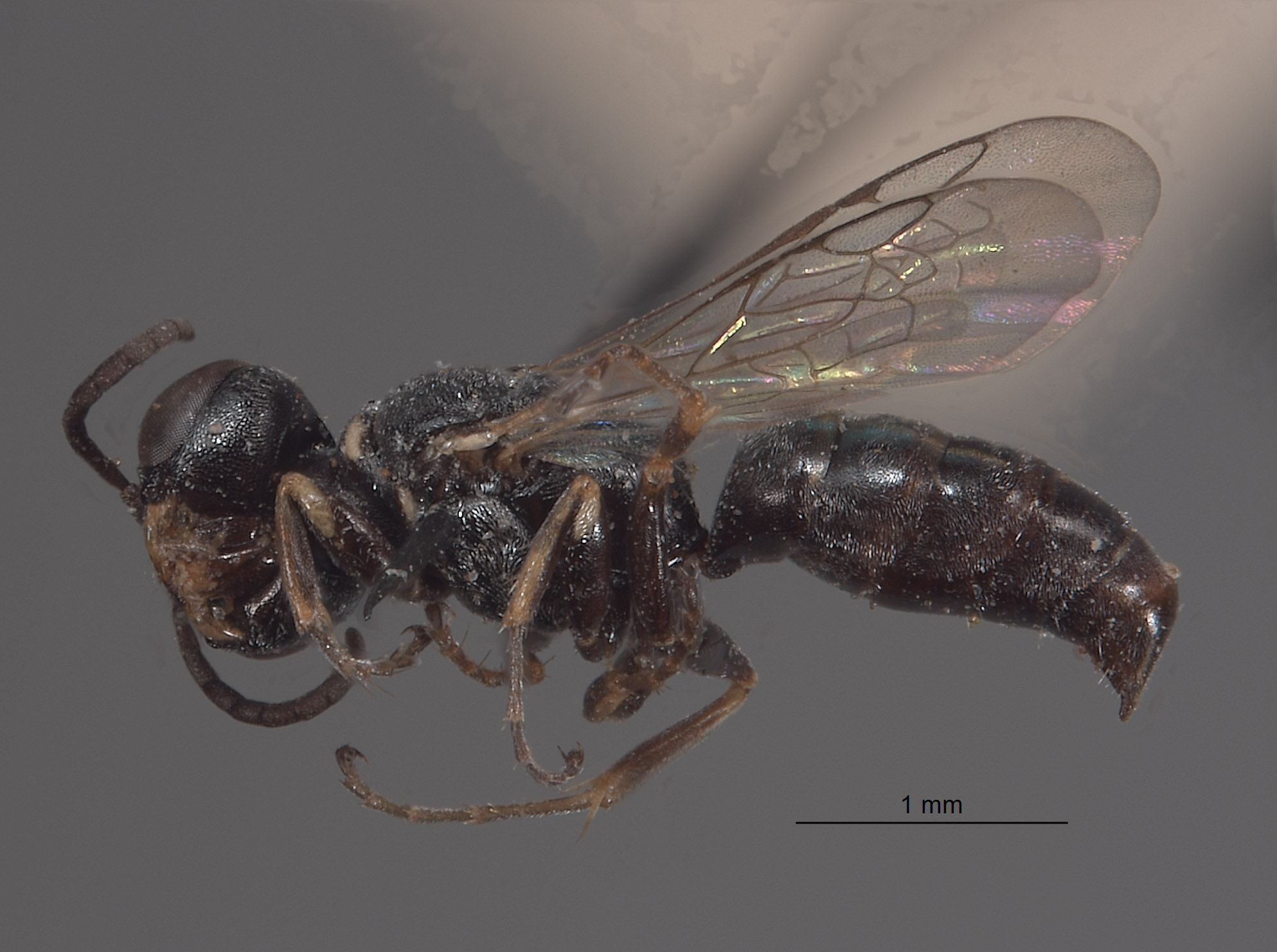 Solierella mandibularis image