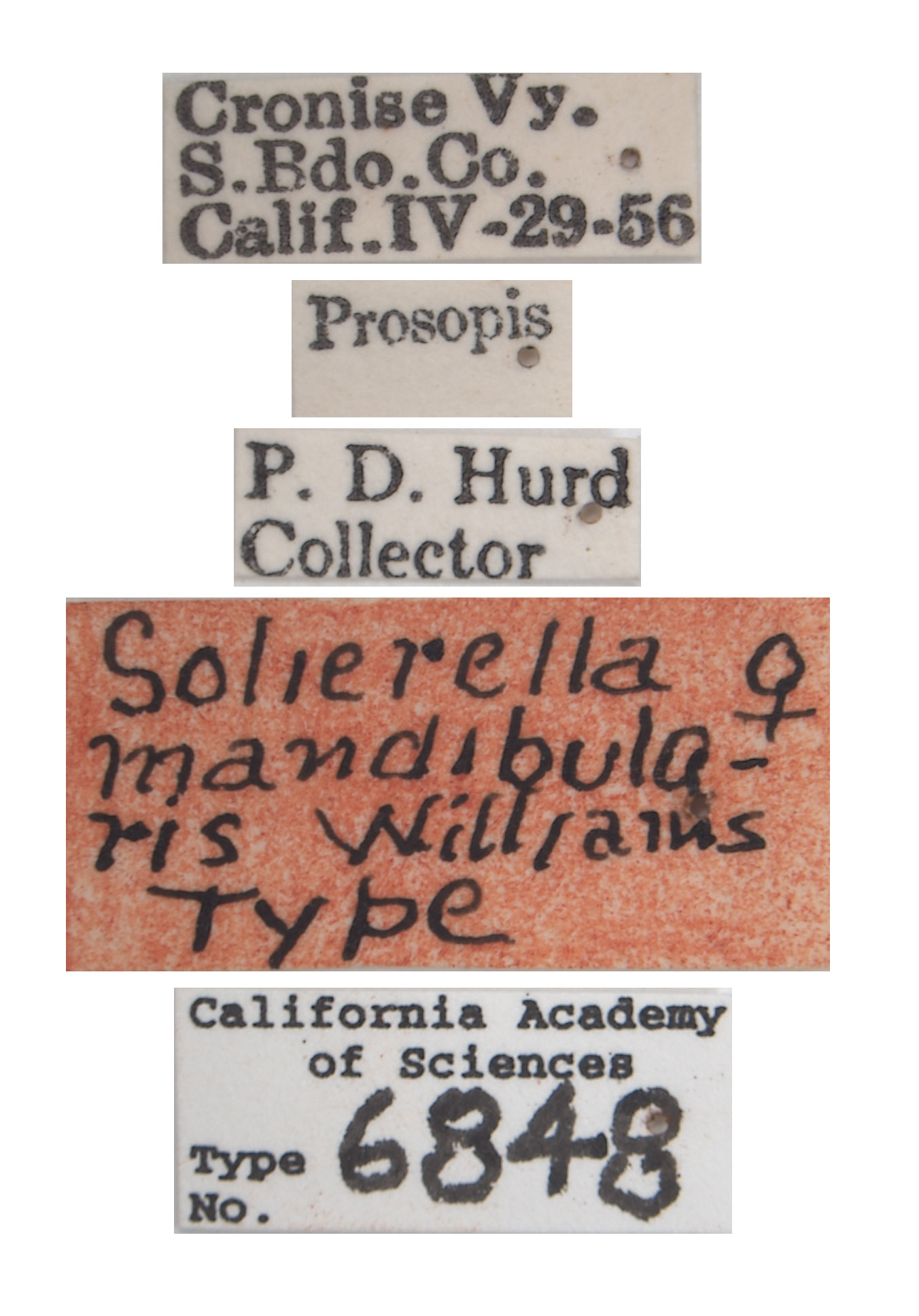 Solierella mandibularis image