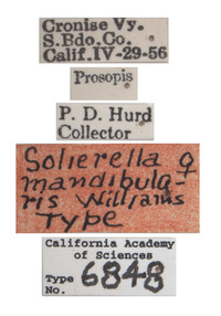 Solierella mandibularis image