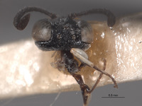 Solierella semirugosa image