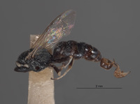 Solierella semirugosa image